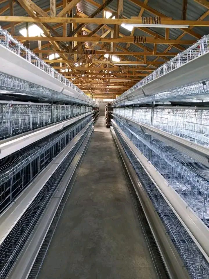 Layer cage system